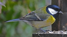 DSC_0039-d850-s150c.jpg DSC_0039-d850-s150c.jpg