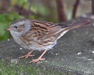 DSC_0045-d850-s150c.jpg DSC_0045-d850-s150c.jpg