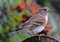 D80_6761-s150c.jpg D80_6761-s150c.jpg