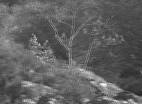 LF01-0177DetailTree.jpg LF01-0177DetailTree.jpg