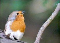 Robin singing Sidmouth G9 P1012676.JPG Robin singing Sidmouth G9 P1012676.JPG