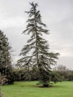 Nifty-Fifty-1.jpg Nifty-Fifty-1.jpg