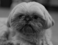 Roxi 1 crop.jpg Roxi 1 crop.jpg