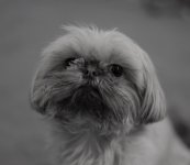 Roxi 2 crop .jpg Roxi 2 crop .jpg