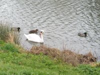 P1010012-Birds.jpg P1010012-Birds.jpg