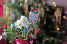 L1007465_DxO-z50p-2.jpg L1007465_DxO-z50p-2.jpg