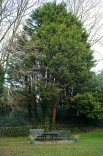 Tree and Bench.JPG Tree and Bench.JPG