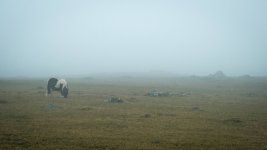 010 Pony in Fog 01-6420 PS Adj.JPG 010 Pony in Fog 01-6420 PS Adj.JPG