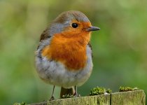 Robin (38) - Copy.jpg