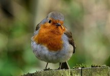 Robin (39) - Copy.jpg
