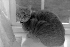 2011-11-22_tigger_Caffenol.jpg 2011-11-22_tigger_Caffenol.jpg