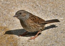 Dunnock (2) - Copy.jpg