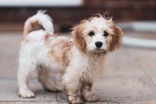 335890E9-254A-4C89-A808-2EBF79221D4B.jpeg 335890E9-254A-4C89-A808-2EBF79221D4B.jpeg