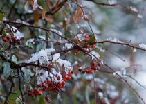 L1007587_DxO-L135-4-c.jpg L1007587_DxO-L135-4-c.jpg