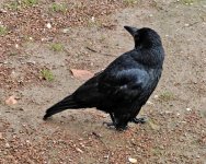 L1026821_DxO-z25b-4-c.jpg L1026821_DxO-z25b-4-c.jpg