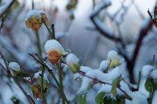 L1007599_DxO-L135-4.jpg L1007599_DxO-L135-4.jpg