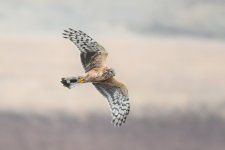 Hen Harrier.jpg