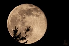 TCR00371.jpg TCR00371.jpg