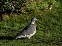 Pidgeon.jpg Pidgeon.jpg