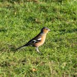 Chaffinch-DeNoiseAI-standard.jpg Chaffinch-DeNoiseAI-standard.jpg