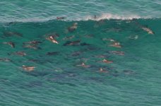 DSC_3010 sand patch  Dolphins  3.JPG