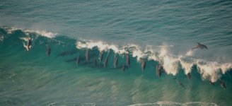 DSC_3027  Sand Patch  Dolphins   2.JPG