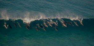 DSC_3031  Sand Patch    Dolphins.JPG