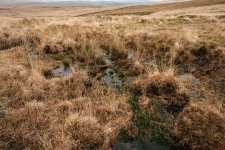 012 Track to Fox Tor 04-6666 PS Adj.JPG