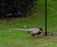 Pheasant.jpg Pheasant.jpg