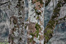 lichen_1_small.jpg