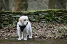 Teddy first walk.jpg