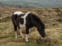 001 Pony on Cox Tor 01-6741 PS Adj.JPG