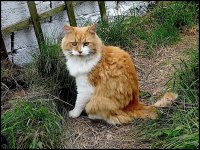 Fluffy ginger and white cat FX55 1010192.jpeg