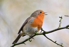 F024DB7E-3314-4F2F-8039-52179BD955FA.jpeg F024DB7E-3314-4F2F-8039-52179BD955FA.jpeg