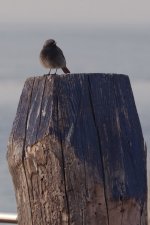 black redstart.jpg