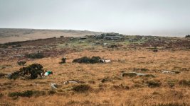 015 Ponies in the Fog under Feather Tor 01-6820 PS Adj.JPG