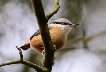 TP NT1.jpg TP NT1.jpg