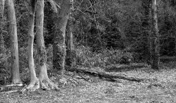 Warley Place B&W 02.jpg