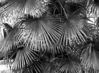 Warlley Place B&W 01.jpg