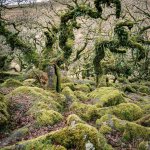 006 Wistmans Wood 06-61730005 PS Adj.JPG