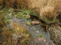 006 Track to Wistman's Wood 06-6872 PS Adj.JPG