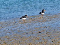 oyster catchers A.jpg