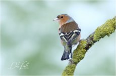 IMG_0520 DPP LR CS5 JP tp.jpg