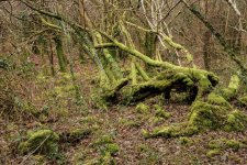 008 Ivy Tor Walk 08-6985 PS Adj.JPG