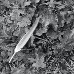 21010APMXBW21 Feather artefacts.jpg