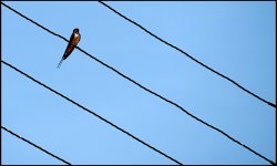House Martin on telephone wire D600 D60_4777.JPG House Martin on telephone wire D600 D60_4777.JPG