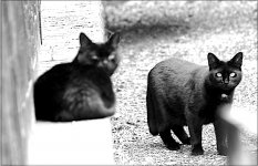 Black cats in driveway D600 D60_4842.JPG Black cats in driveway D600 D60_4842.JPG