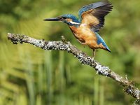 King of the Dance_LBX2805_DxO_-sharpen-stabilizeWEB.jpg King of the Dance_LBX2805_DxO_-sharpen-stabilizeWEB.jpg