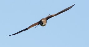 _LBX0929_DxO_KestreWEBl.jpg _LBX0929_DxO_KestreWEBl.jpg