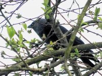 Sony HX90 8GB 01 DSC00893.JPG